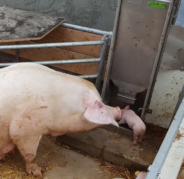 KZB-perheen emako ja porsas luomutallissa